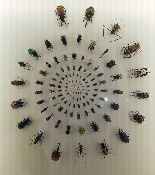 Les insectes Musée des confluences à Lyon