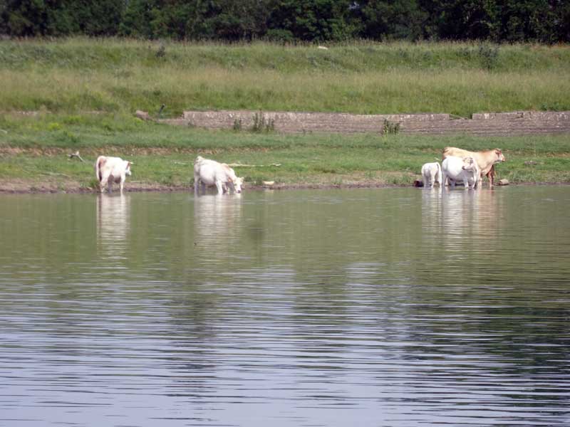 Vache en Saône